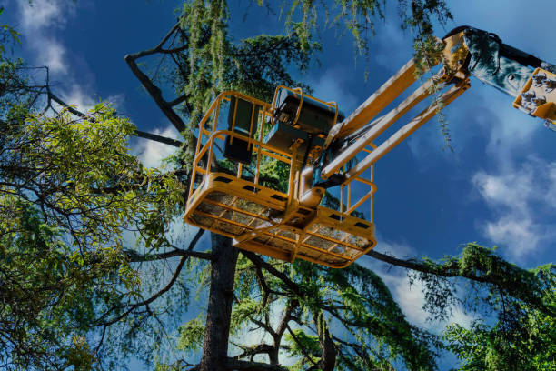 How Our Tree Care Process Works  in South Blooming Grove, NY